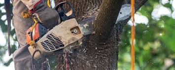 Best Arborist Consultation Services  in Fayetteville, GA