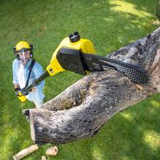 Best Pest Control for Lawns  in Fayetteville, GA