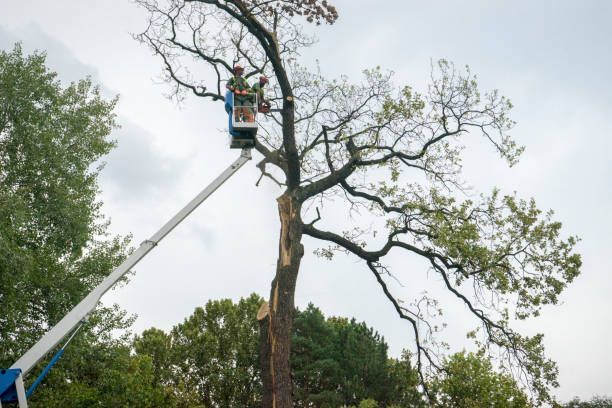 How Our Tree Care Process Works  in  Fayetteville, GA